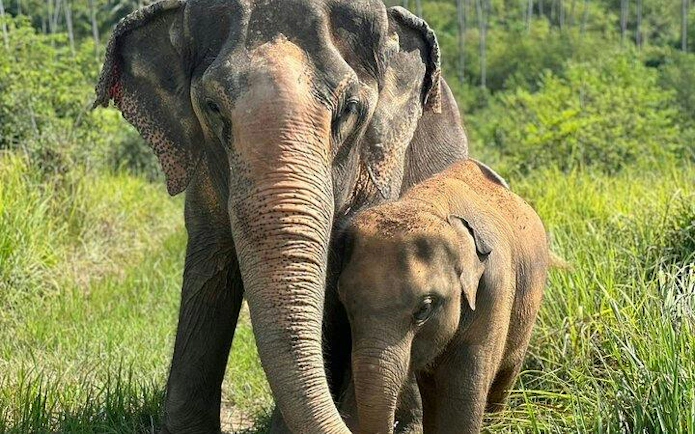 Elephants in lush greenery at Samui Elephant Conservation, Koh Samui.