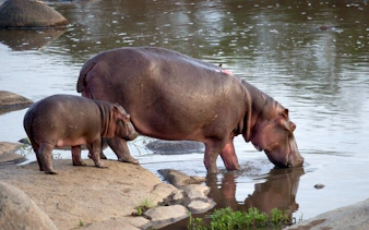 kruger tremisana safari: johannesburg’dan açık araçlı safari turları, orman yürüyüşleri ve eşsiz konaklama deneyimleri-4
