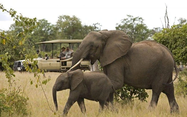 Kruger National Park Guided Safari Tour from Hazyview with Hotel Transfers