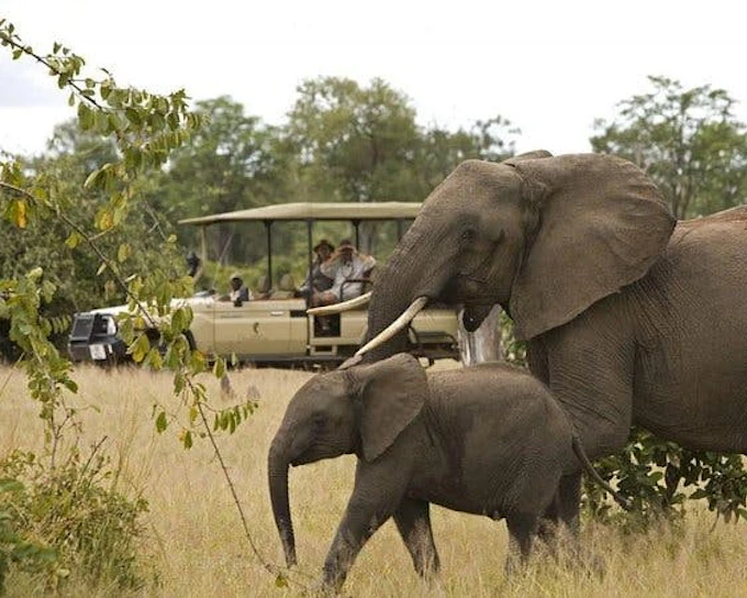 Kruger National Park Guided Safari Tour from Hazyview with Hotel Transfers