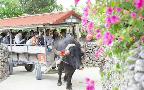 Buffalo cart tour with tourists on Taketomi Island, Okinawa, surrounded by stone walls and flowers.