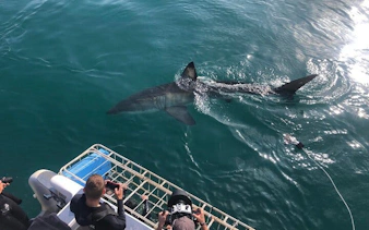 garden route adventure tour from cape town: bungee jump & shark cage diving with accommodation-2