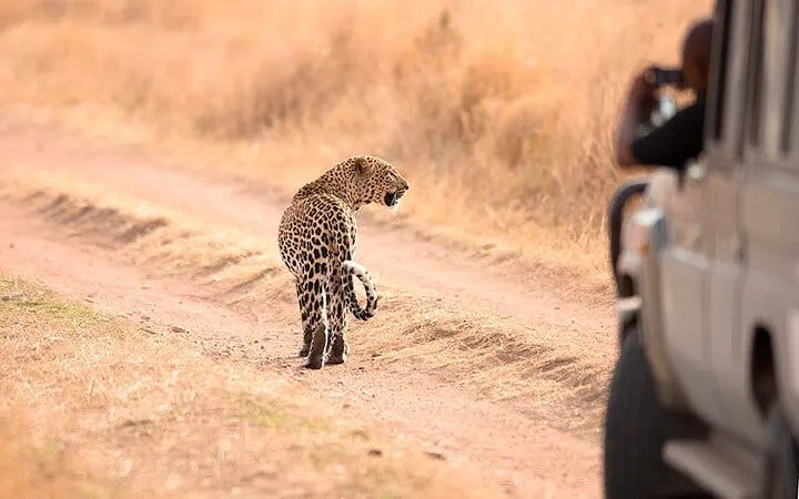 Leopard walking on a dirt path near a safari vehicle in Zanzibar, Tanzania.