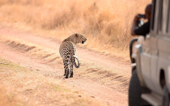 Leopard walking on a dirt path near a safari vehicle in Zanzibar, Tanzania.
