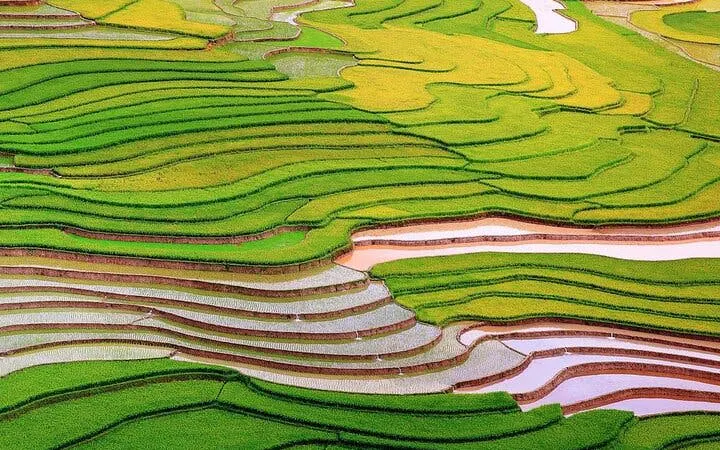 Terraced rice fields in Mu Cang Chai, Vietnam, showcasing vibrant green and yellow layers.