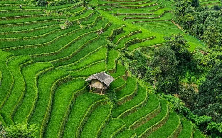 Terraced rice fields in Mu Cang Chai with a small wooden hut amidst lush greenery.