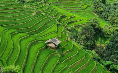 Terraced rice fields in Mu Cang Chai with a small wooden hut amidst lush greenery.