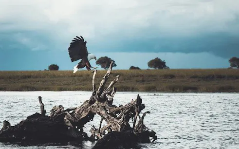 Eagle landing on driftwood in Okavango Delta during Mokoro tour from Maun.