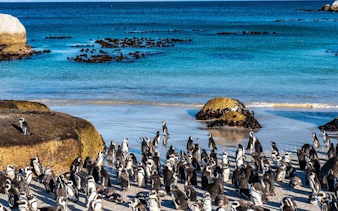 cape town table mountain, boulders beach penguins, and cape point guided group tour with hotel pickup-1