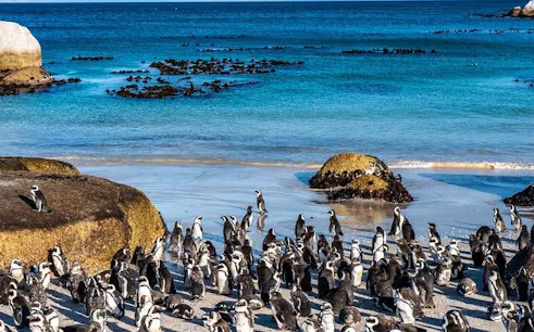 cape town table mountain, boulders beach penguins, and cape point guided group tour with hotel pickup-1