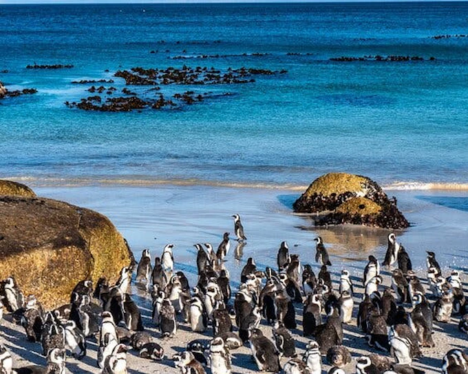 Cape Town Table Mountain, Boulders Beach Penguins, and Cape Point Guided Group Tour with Hotel Pickup