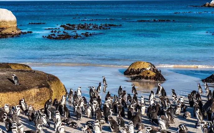 groepsrondleiding naar de tafelberg in kaapstad, de pinguïns van boulders beach en kaap de goede hoop, inclusief ophalen bij je hotel-1
