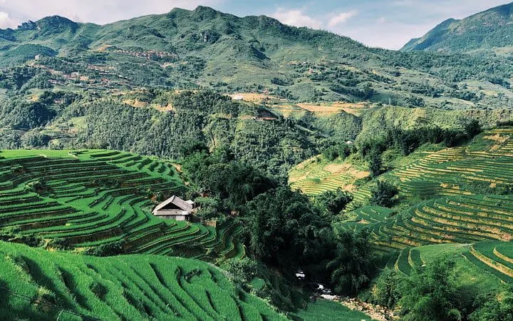 Terraced rice fields in Sapa with a bungalow in Ta Van Village, Vietnam.