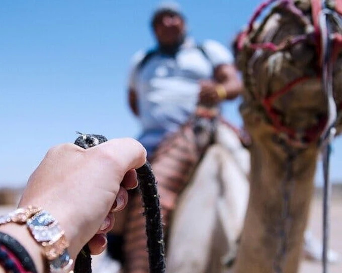 Camel ride Experience in Palmeraie grove & Transfer - Marrakesh