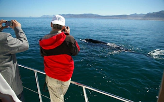 private hermanus whale watching boat tour and hemel-en-aarde wine tasting day trip from cape town-6