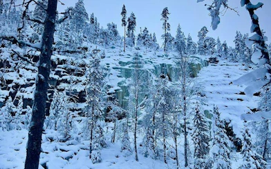 Korouoma Canyon's frozen waterfalls surrounded by snow-covered trees, Rovaniemi hiking tour.