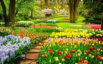 Delft and Keukenhof Gardens tulip fields with colorful blooms and walking path, Brussels day tour.