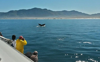 private hermanus whale watching boat tour and hemel-en-aarde wine tasting day trip from cape town-3