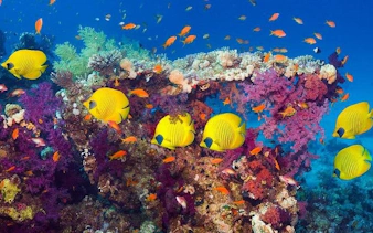 şarm el şeyh’ten kalkışlı, deve binme turu ve barbekü öğle yemeği dahil blue hole, canyon salama ve dahab rehberli günübirlik tur-7