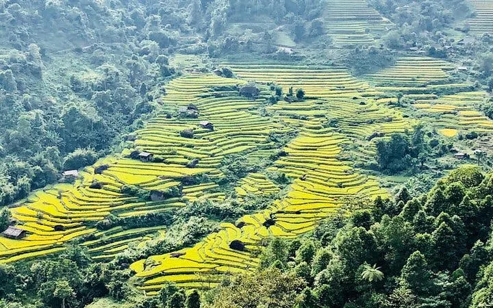 Rice terraces in Sapa with scattered village huts and lush greenery.