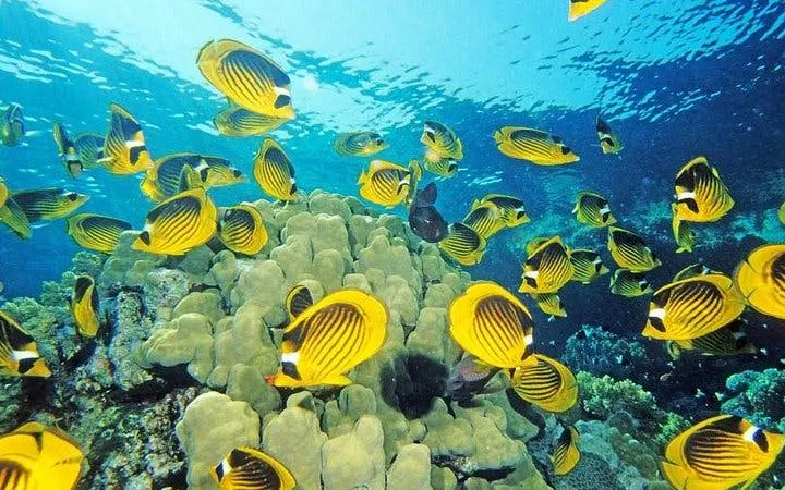 guidet tur til blue hole, canyon salama og dahab med kamelridning og lunsj fra sharm el sheikh-8