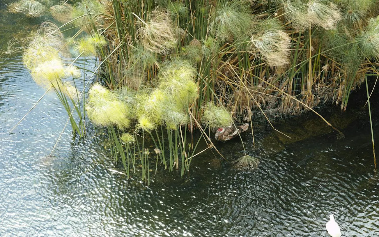 Papyrus plants and a duck at Arethusa Spring, Ortigia, Siracusa.
