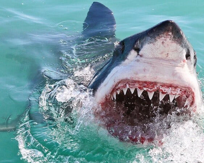 From Cape Town: Private Shark Cage Diving Boat Tour to Gansbaai with Hotel Transfers