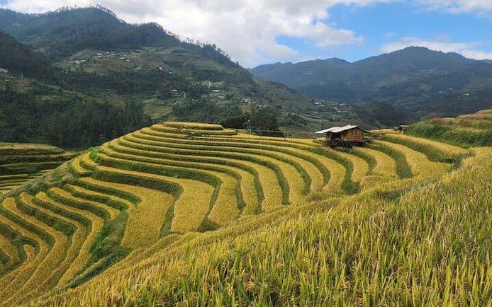 Terraced rice fields in Mu Cang Chai with a wooden hut and mountains in the background.