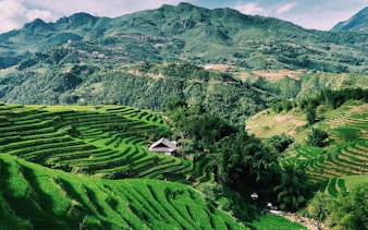 Sapa rice terraces with a traditional house, surrounded by lush green hills.
