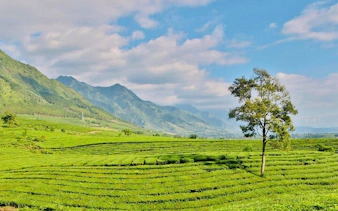 Rice terraces and lone tree in Sa Pa, Vietnam, with mountains in the background.