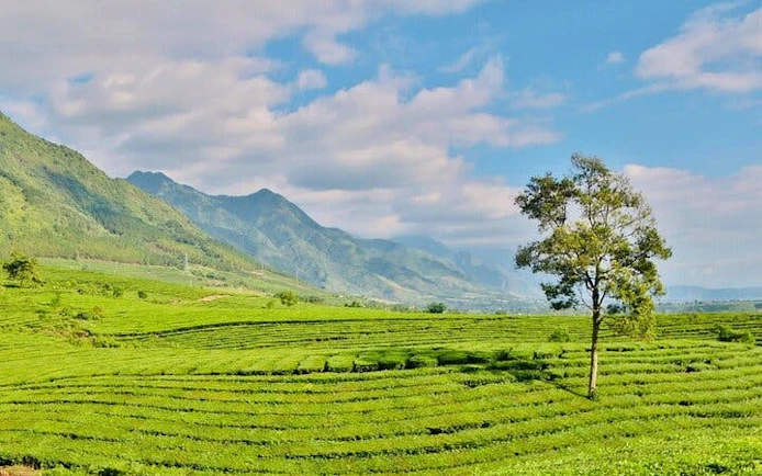 Rice terraces and lone tree in Sa Pa, Vietnam, with mountains in the background.