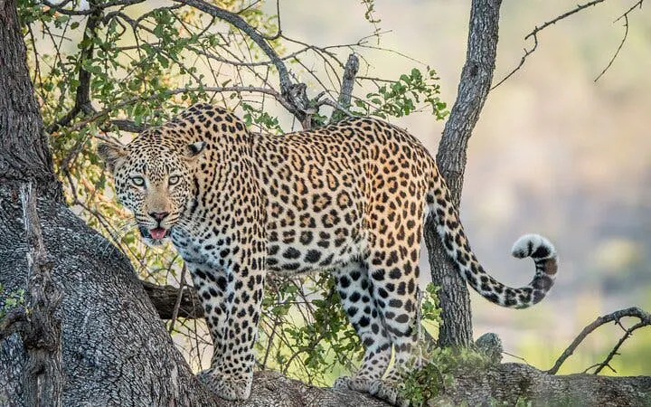 Kruger National Park: Overland Big 5 Safari Tour with Sunset Drive in Balule Reserve Image 10