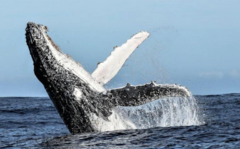 private hermanus whale watching boat tour and hemel-en-aarde wine tasting day trip from cape town-9