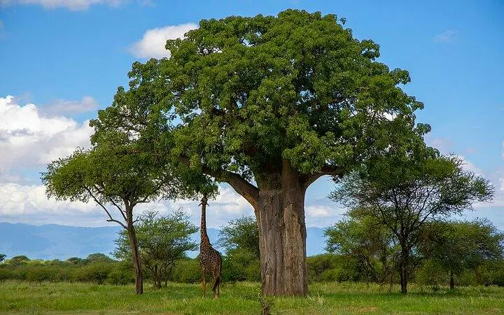 Giraffe under a baobab tree in Tarangire National Park, Tanzania.