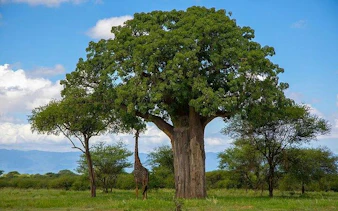 Giraffe under a baobab tree in Tarangire National Park, Tanzania.