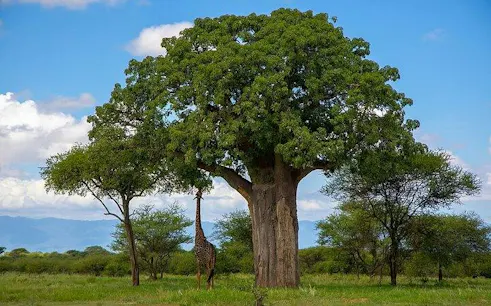 Giraffe under a baobab tree in Tarangire National Park, Tanzania.