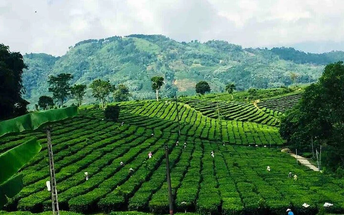 Tea plantations in Sapa with distant hills, part of a private motorbike tour.