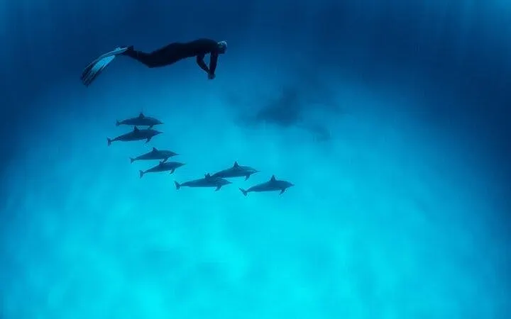 Snorkeler swimming above dolphins in clear waters, Hurghada snorkeling trip.