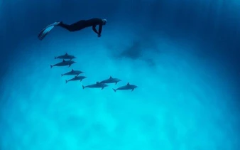 Snorkeler swimming above dolphins in clear waters, Hurghada snorkeling trip.