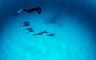 Snorkeler swimming above dolphins in clear waters, Hurghada snorkeling trip.