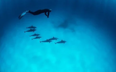 Snorkeler swimming above dolphins in clear waters, Hurghada snorkeling trip.