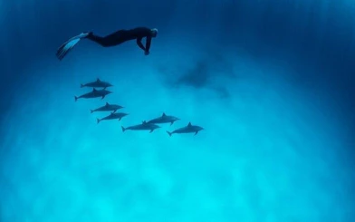 Snorkeler swimming above dolphins in clear waters, Hurghada snorkeling trip.
