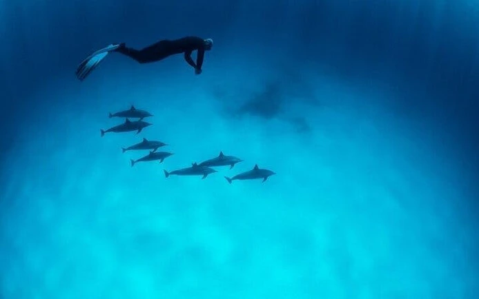 Snorkeler swimming above dolphins in clear waters, Hurghada snorkeling trip.