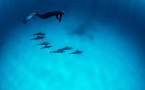 Snorkeler swimming above dolphins in clear waters, Hurghada snorkeling trip.