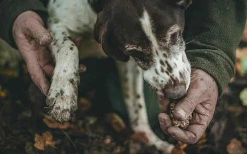 Dog assisting in truffle hunting in Alba, Italy, sniffing truffle in handler's hand.