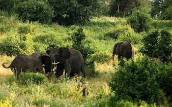 Elephants grazing in Tarangire National Park, Tanzania, surrounded by lush greenery.