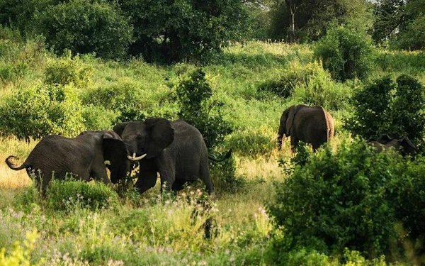 From Arusha: Private Tarangire National Park Day Trip