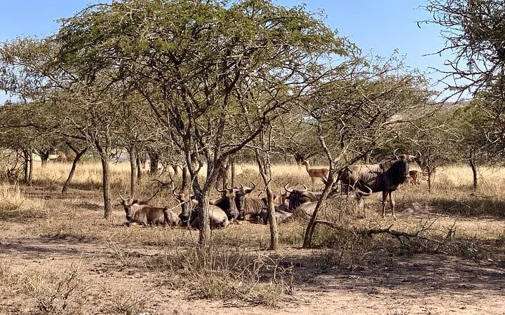 Wildebeest resting under trees at Tala Game Reserve, Durban.