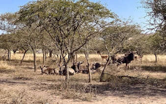 Wildebeest resting under trees at Tala Game Reserve, Durban.