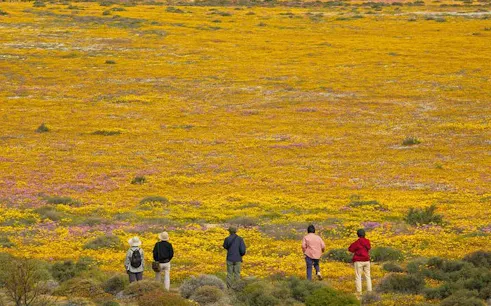 cape town'dan batı kıyısı özel rehberli turu-1